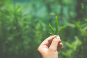 Cannabinoids: What Inquiring Minds Need to Know