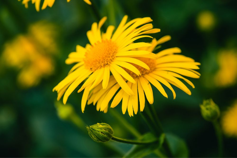 Ease Muscle Pain, Bruising with Arnica